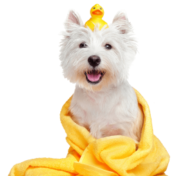 Self Service Dog Wash | Affordable Costs